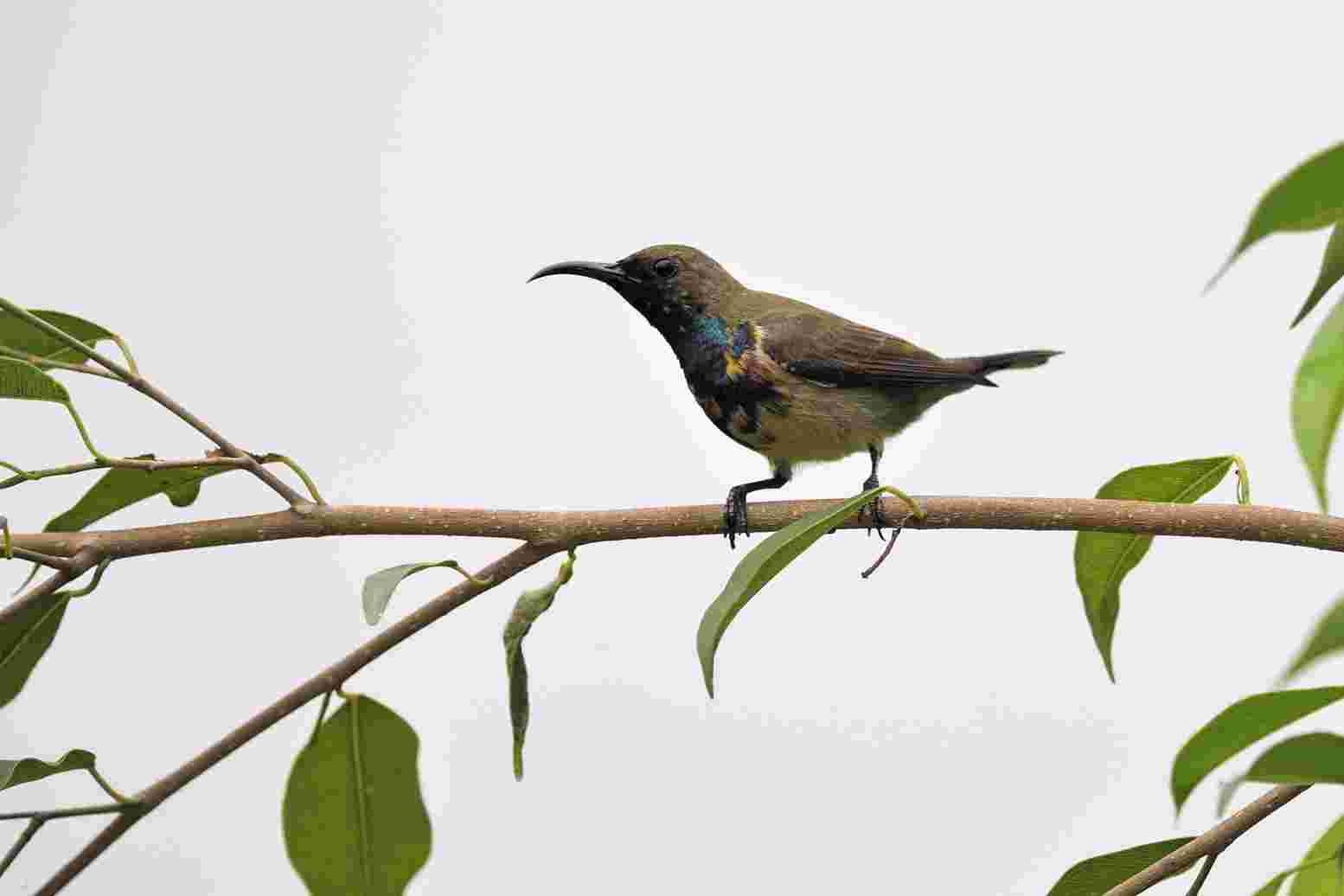 Olive-backed sunbird - Hút mật họng tím