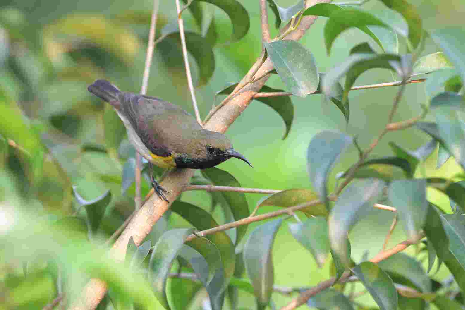 Olive-backed sunbird - Hút mật họng tím