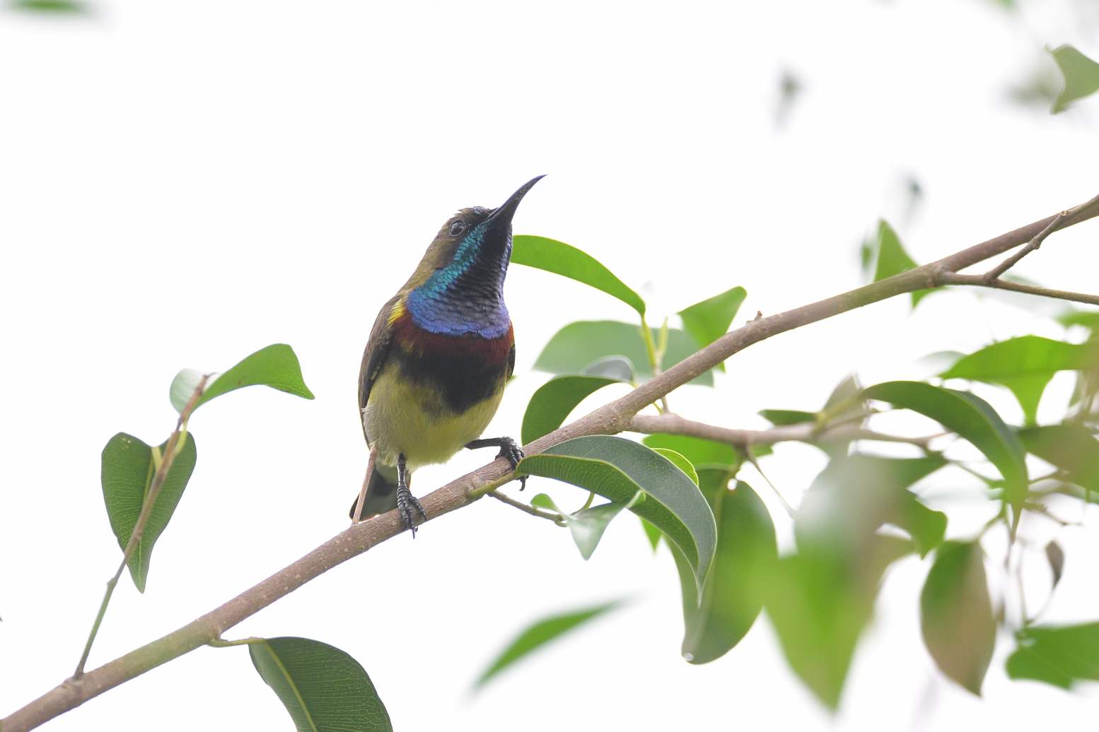 Olive-backed sunbird - Hút mật họng tím