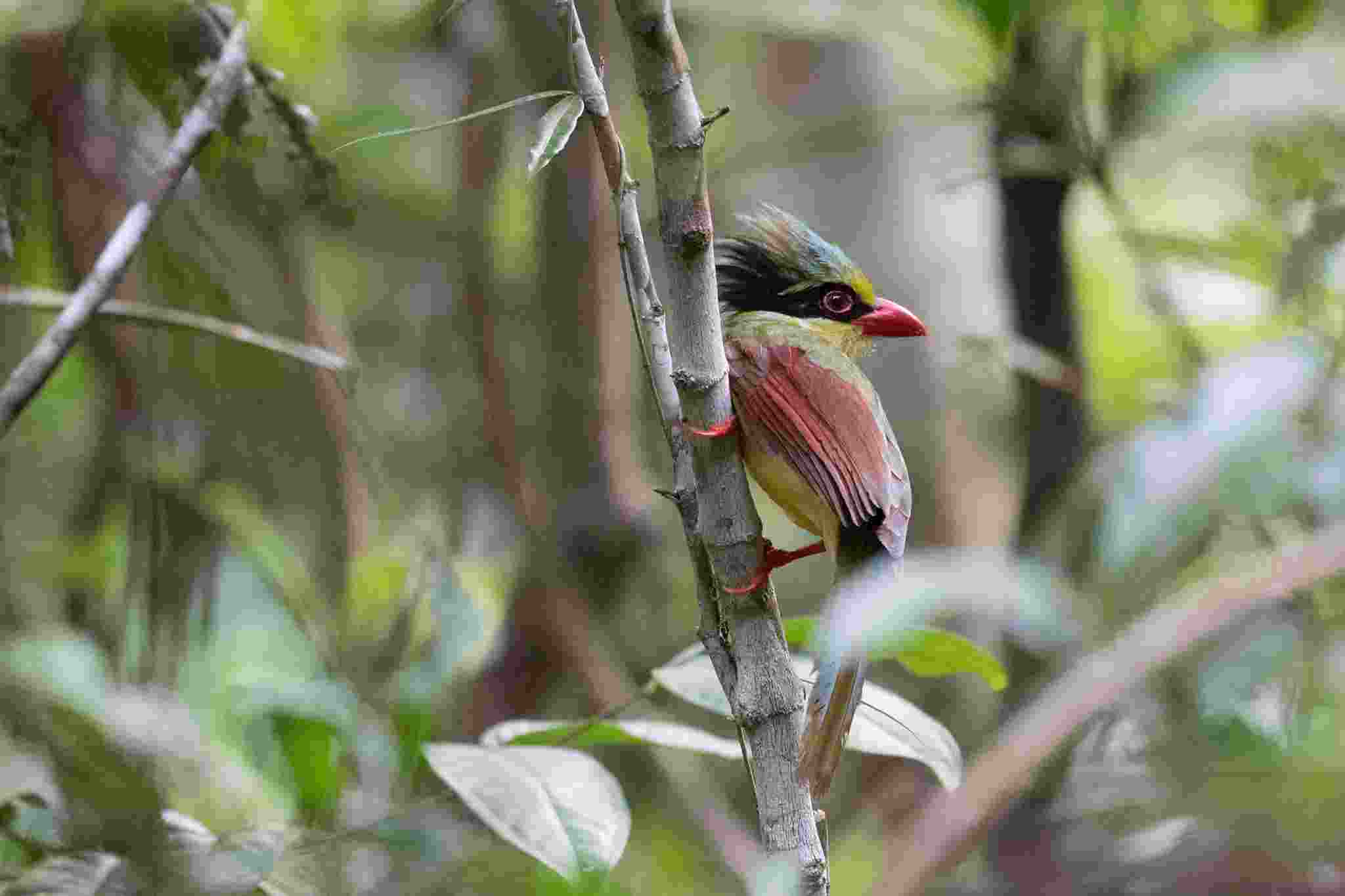 Yellow-breasted Magpie - Dẻ cùi bụng vàng