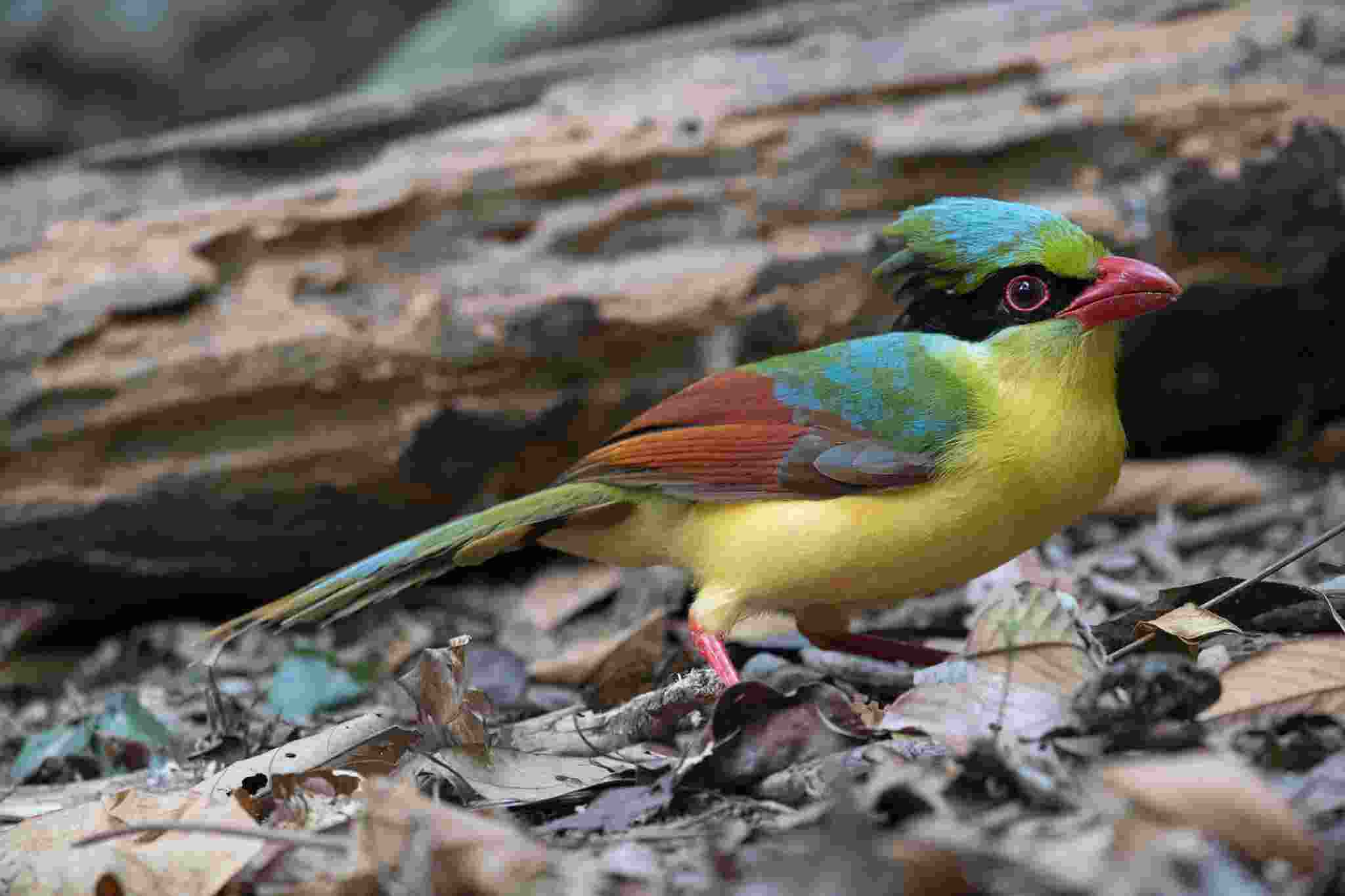 Yellow-breasted Magpie - Dẻ cùi bụng vàng