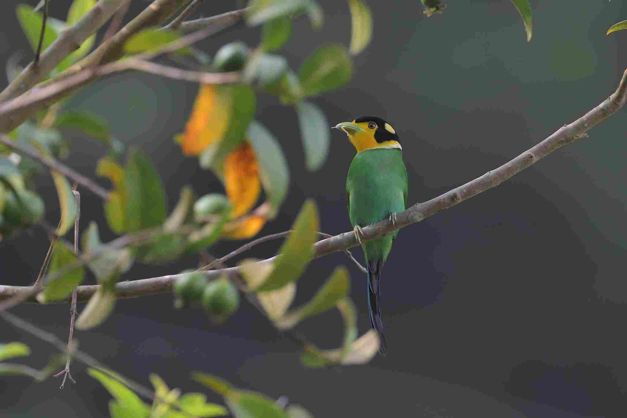 Long-tailed Broadbill - Mỏ rộng xanh