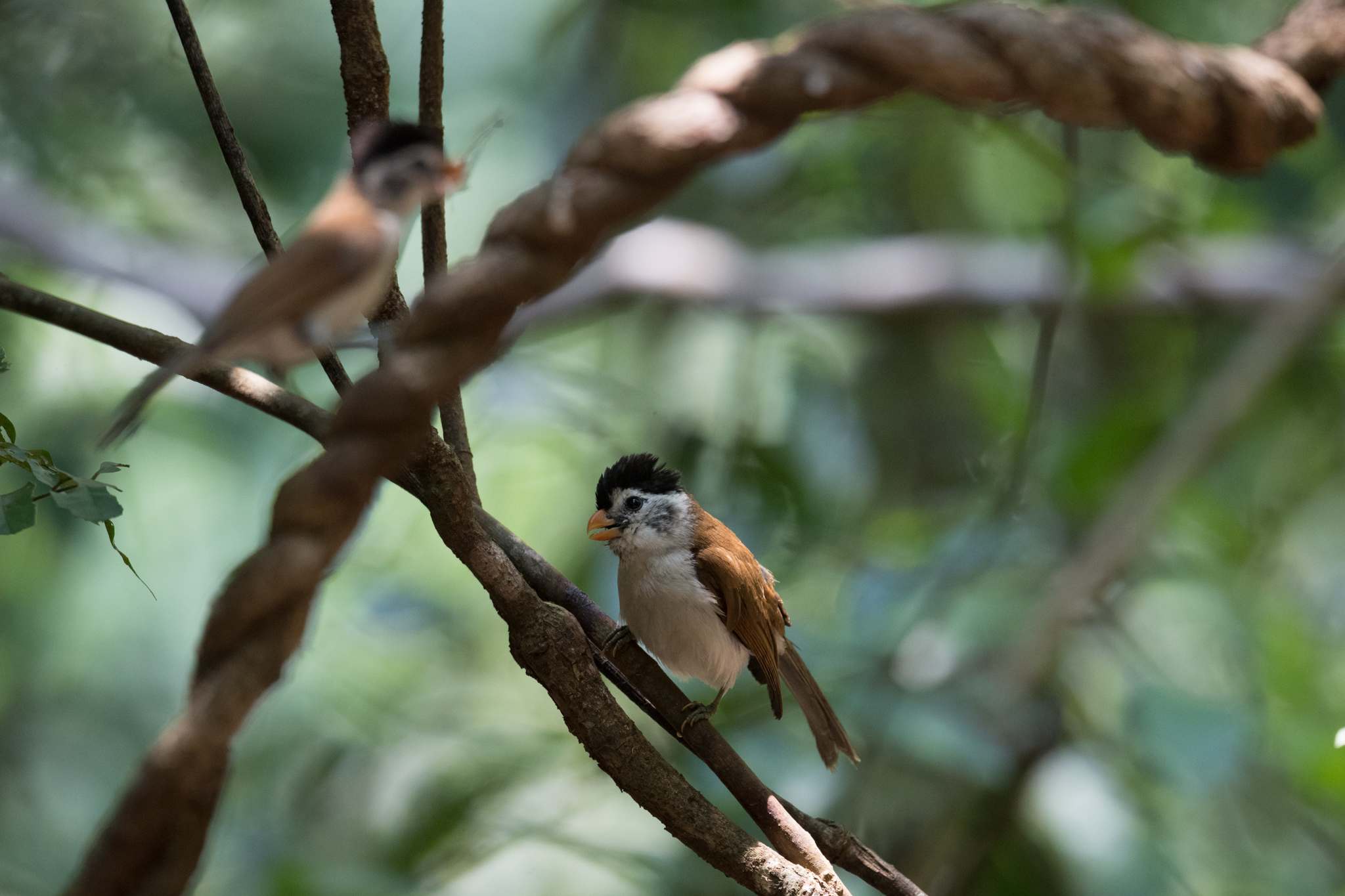 Black-headed Parrotbill - Khướu mỏ dẹt đầu đen