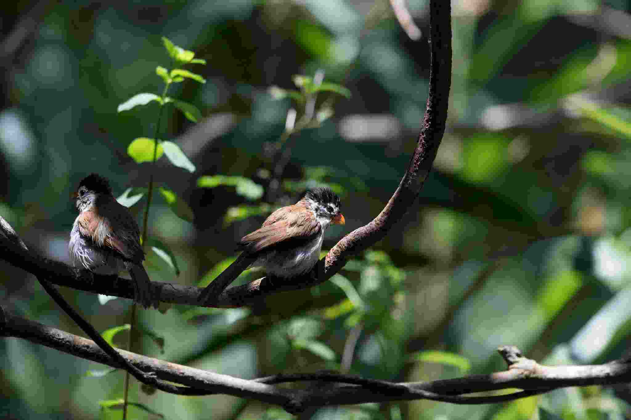 Black-headed Parrotbill - Khướu mỏ dẹt đầu đen