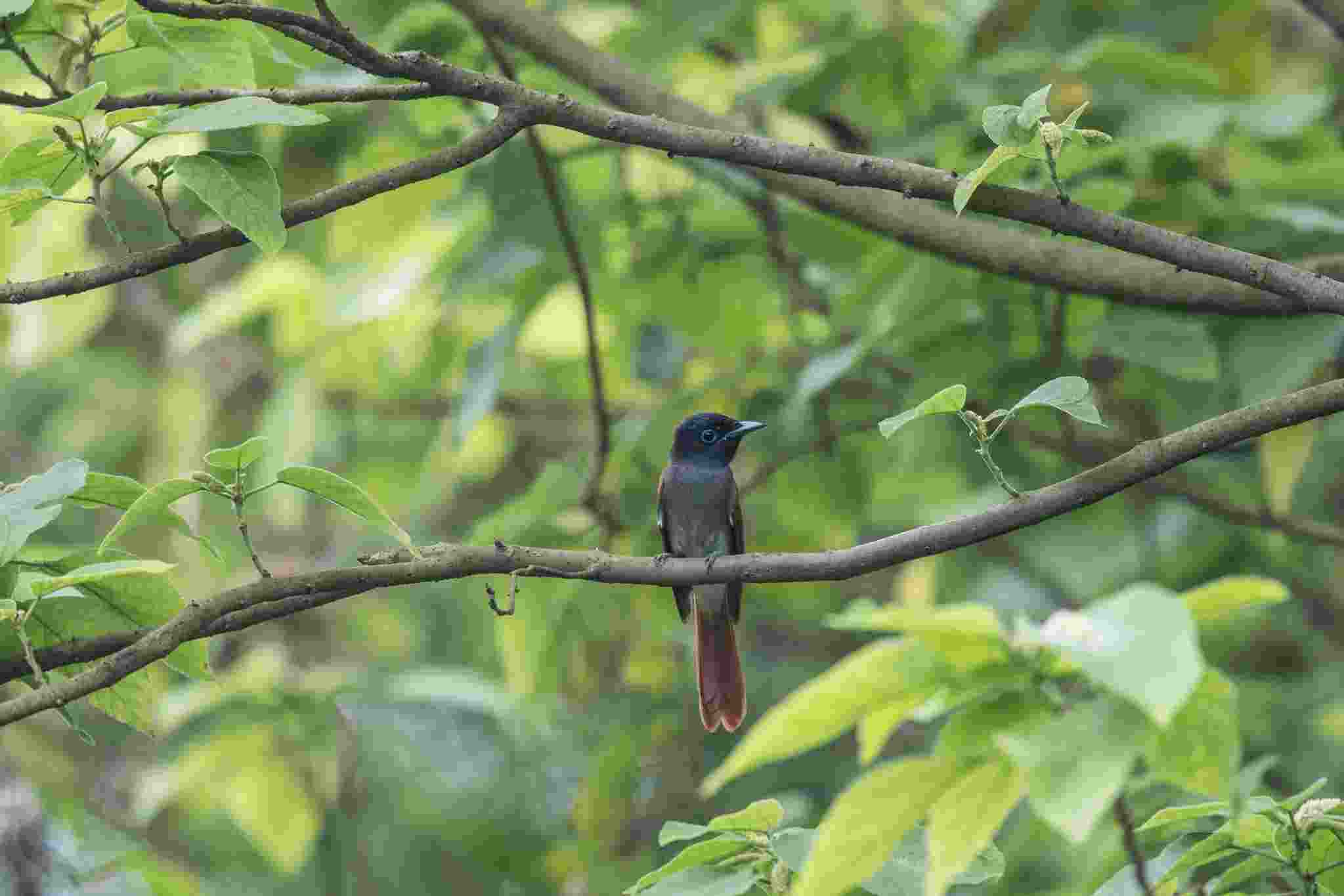 Paradise Flycatcher - Đớp ruồi thiên đường