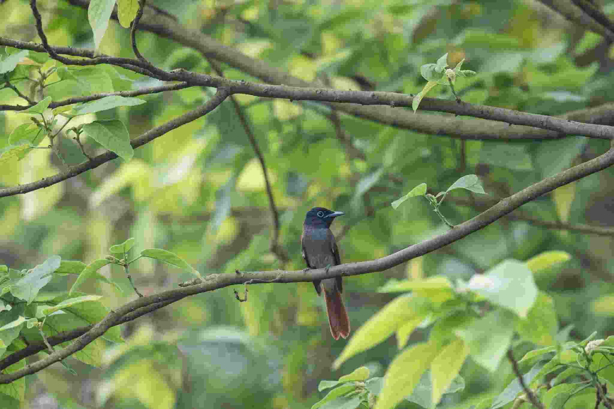 Paradise Flycatcher - Đớp ruồi thiên đường