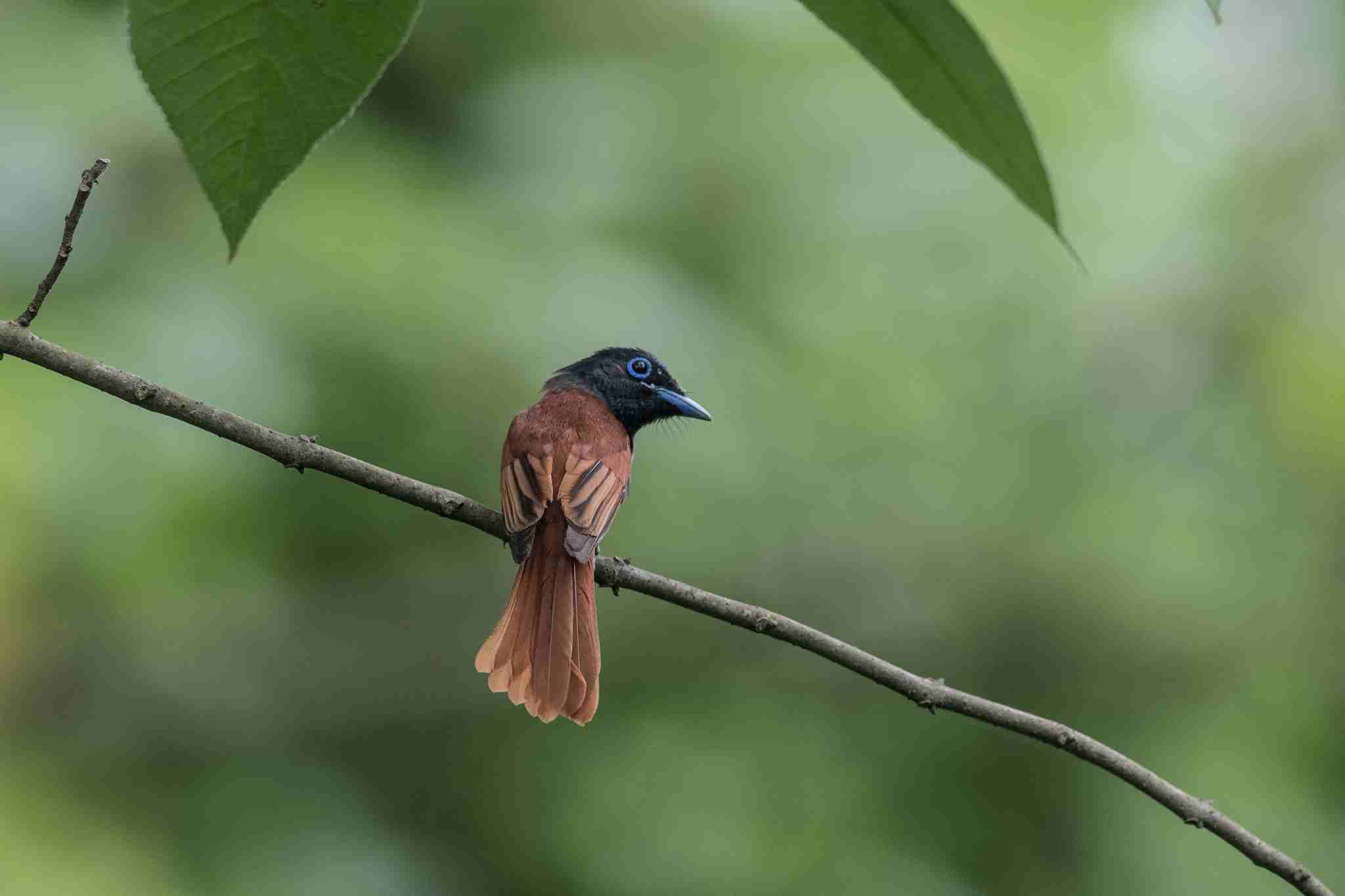 Paradise Flycatcher - Đớp ruồi thiên đường