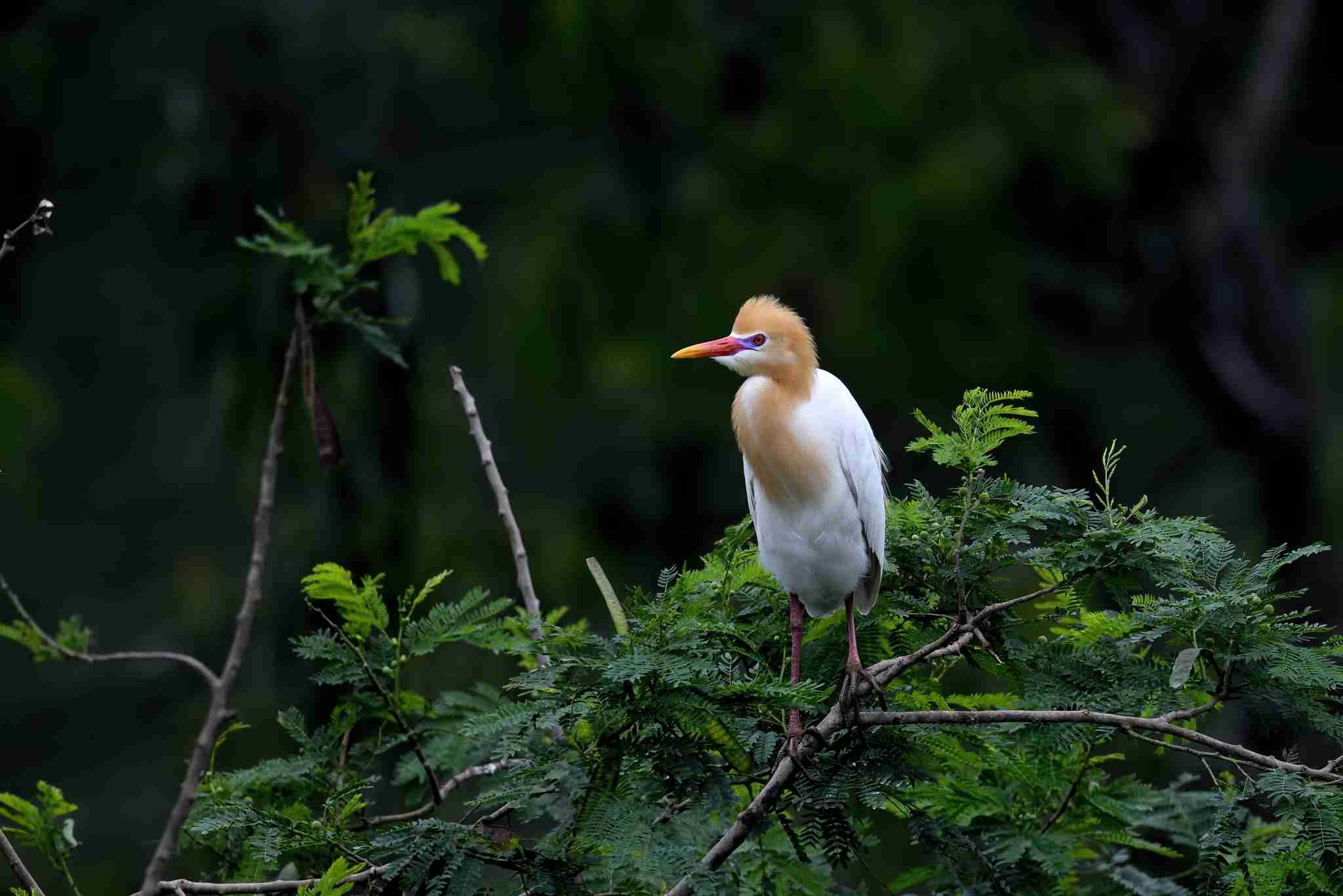 Stork - Cò