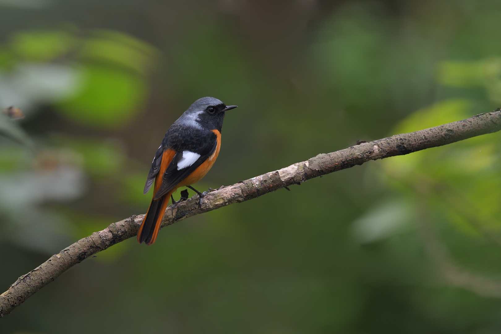 Daurian Redstart