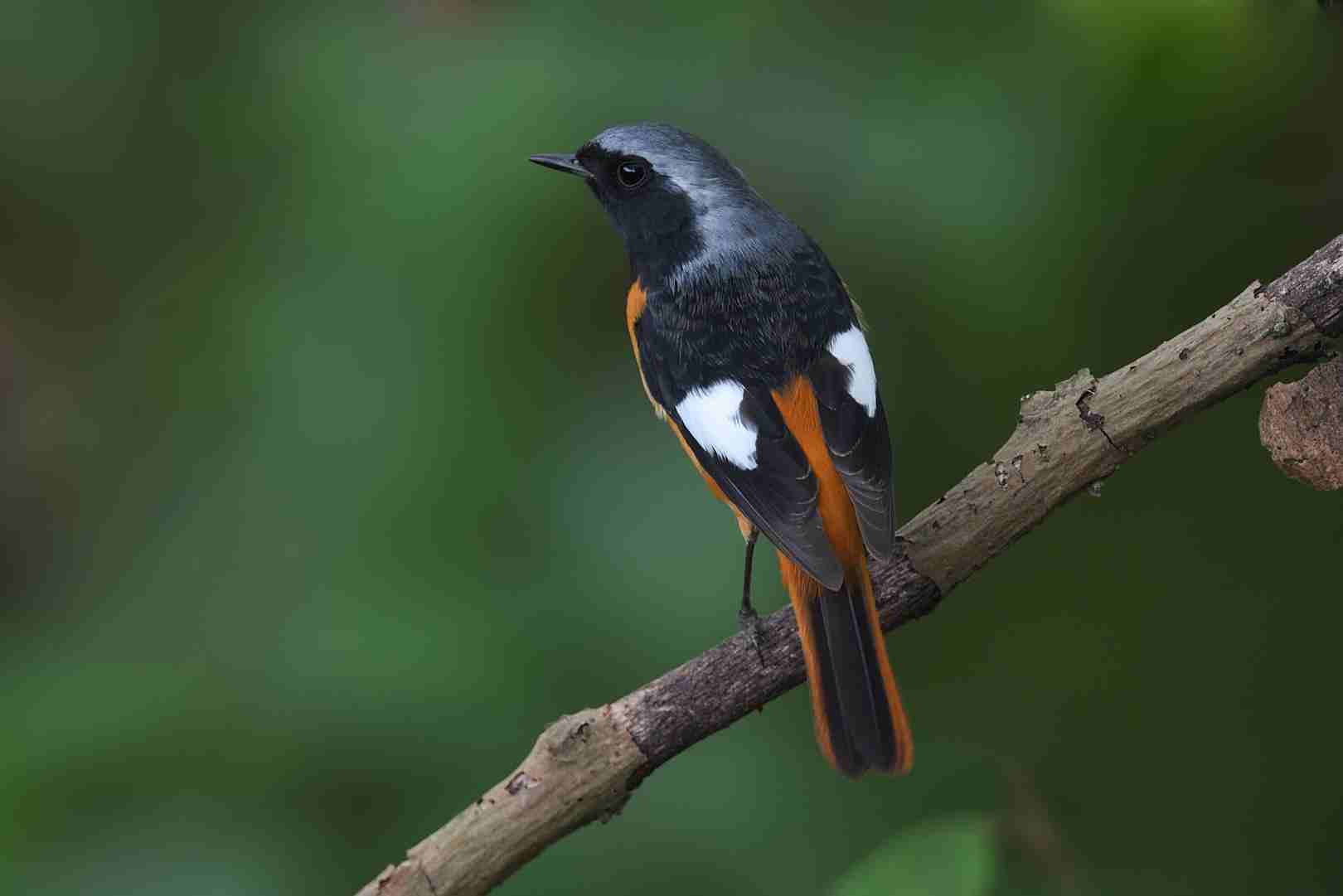 Daurian Redstart