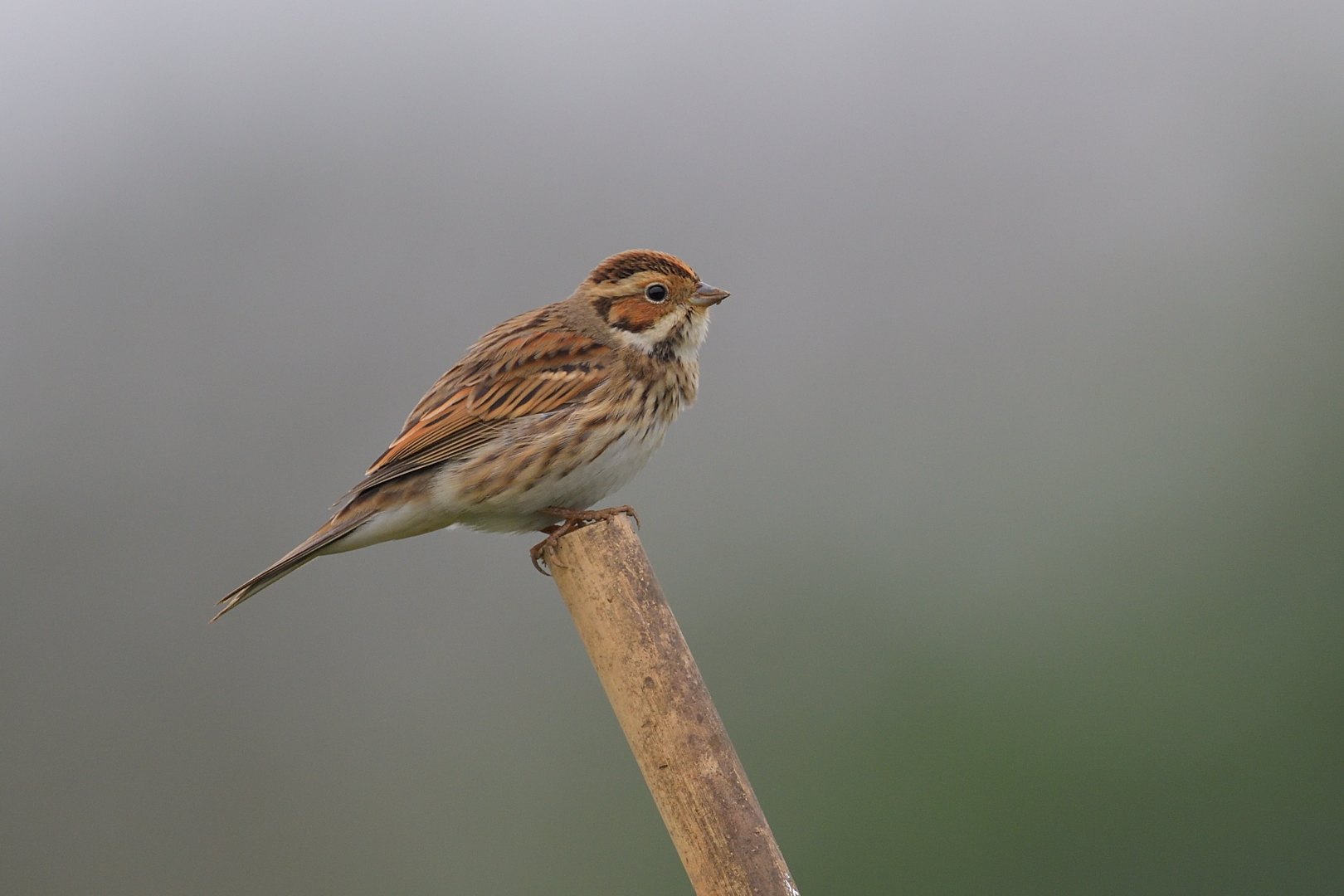 Chestnut-eared bunting - Sẻ đồng đầu xám