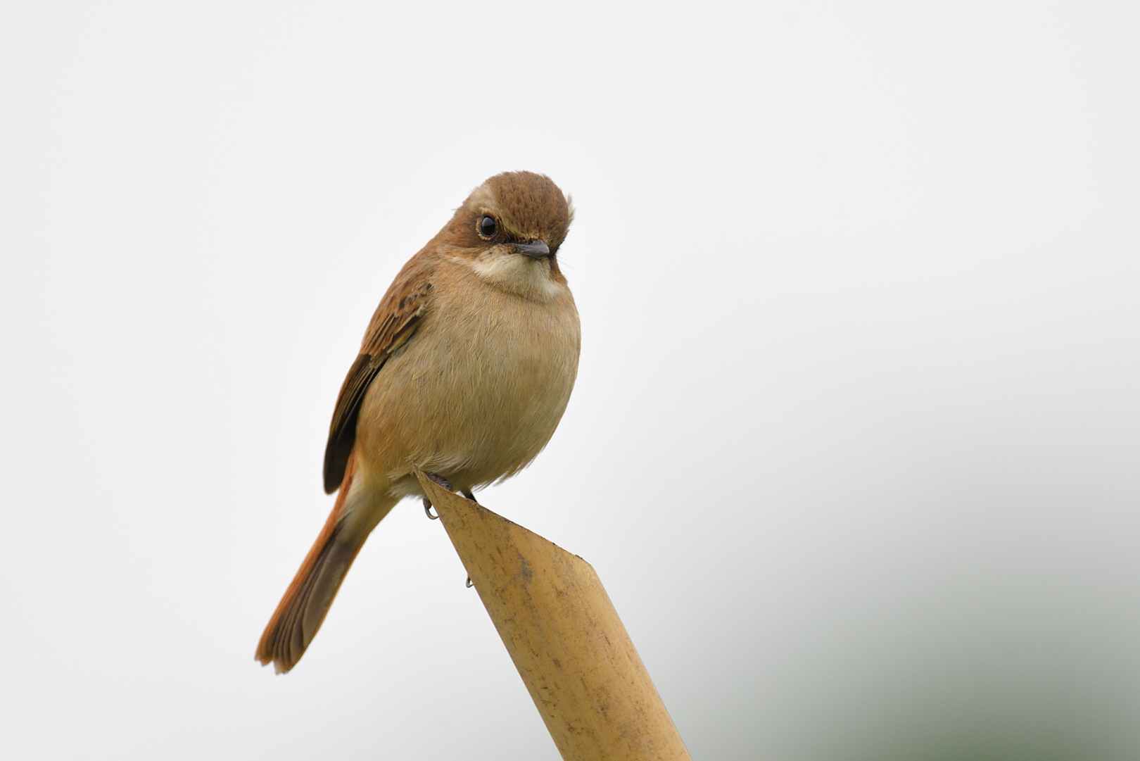 Chestnut-eared bunting - Sẻ đồng đầu xám