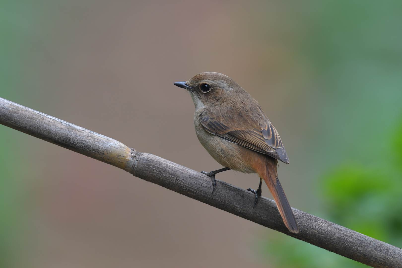 Grey Bushchat - Sẻ bụi xám