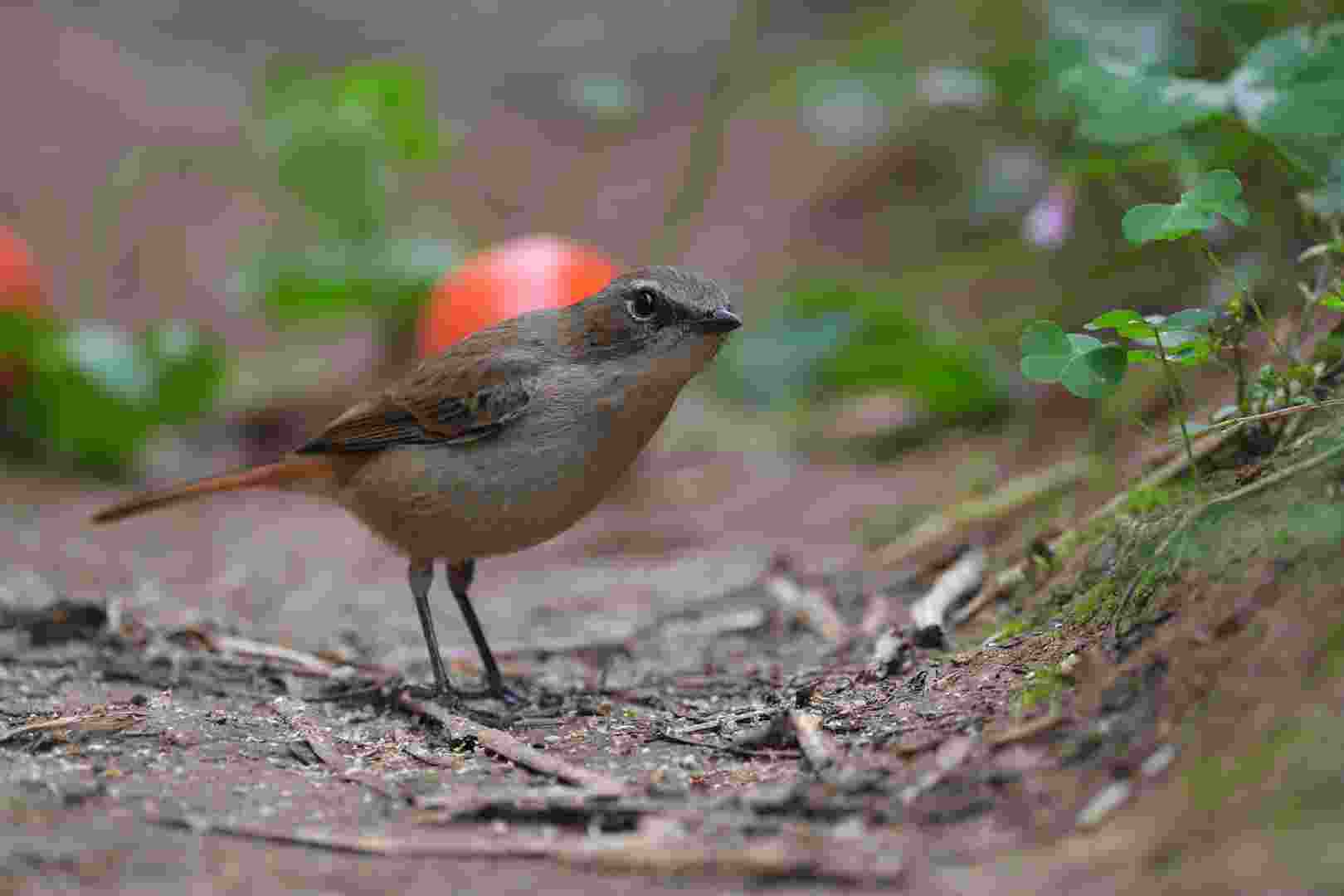 Grey Bushchat - Sẻ bụi xám