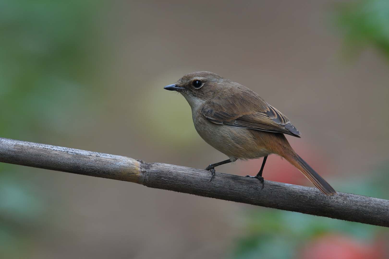 Grey Bushchat - Sẻ bụi xám