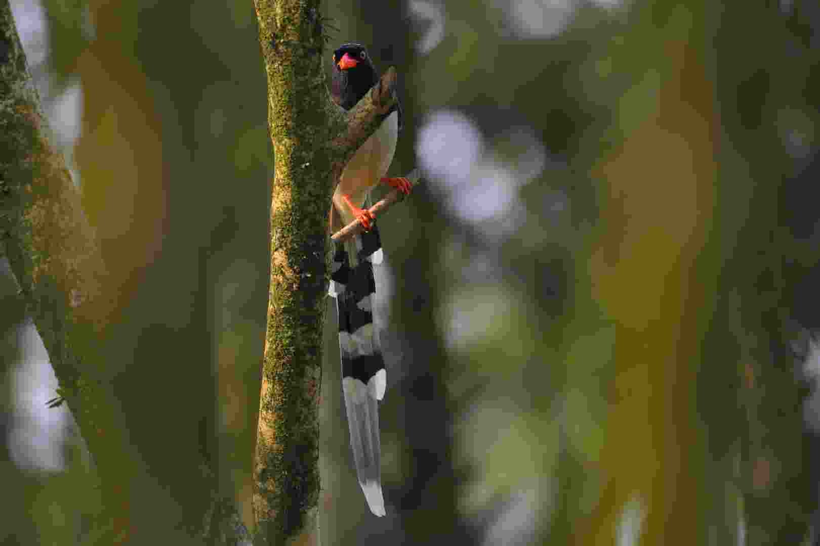 Red-billed Blue Magpie - Giẻ cùi