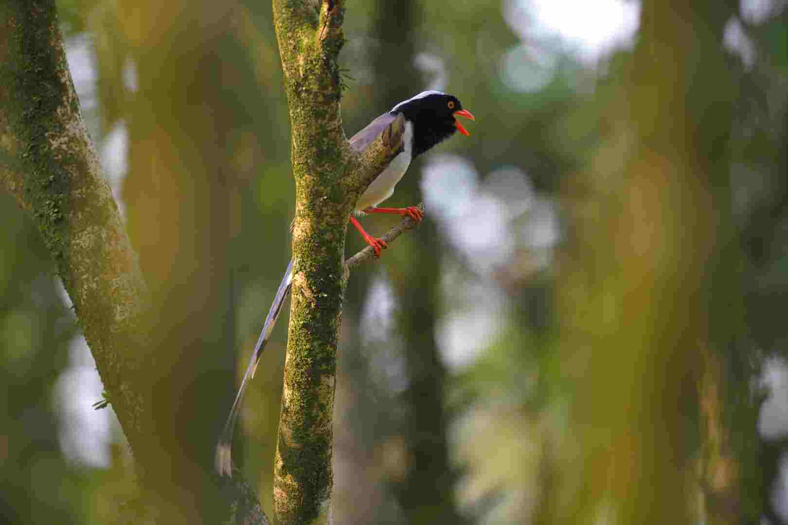 Red-billed Blue Magpie - Giẻ cùi