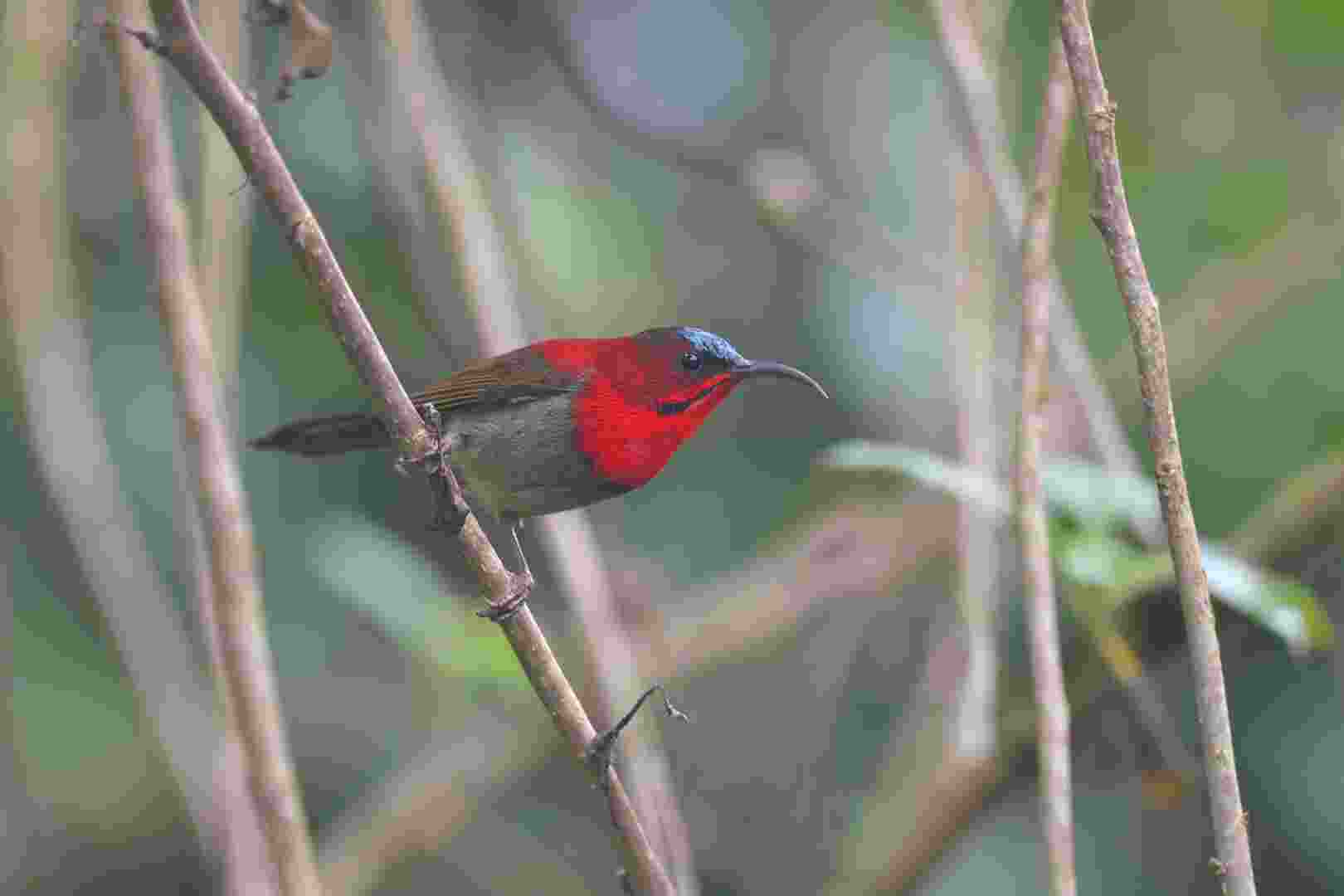 Crimson sunbird - Hút mật đỏ