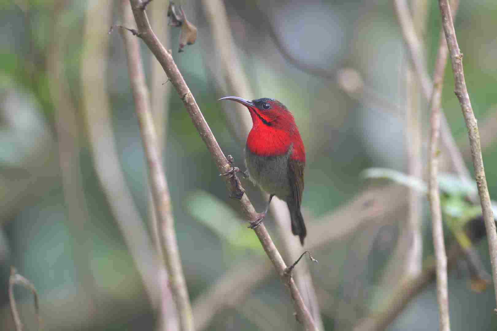 Crimson sunbird - Hút mật đỏ