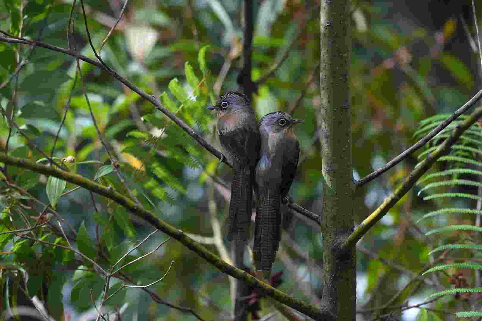 Black-crowned Barwing - Khướu vằn đầu đen