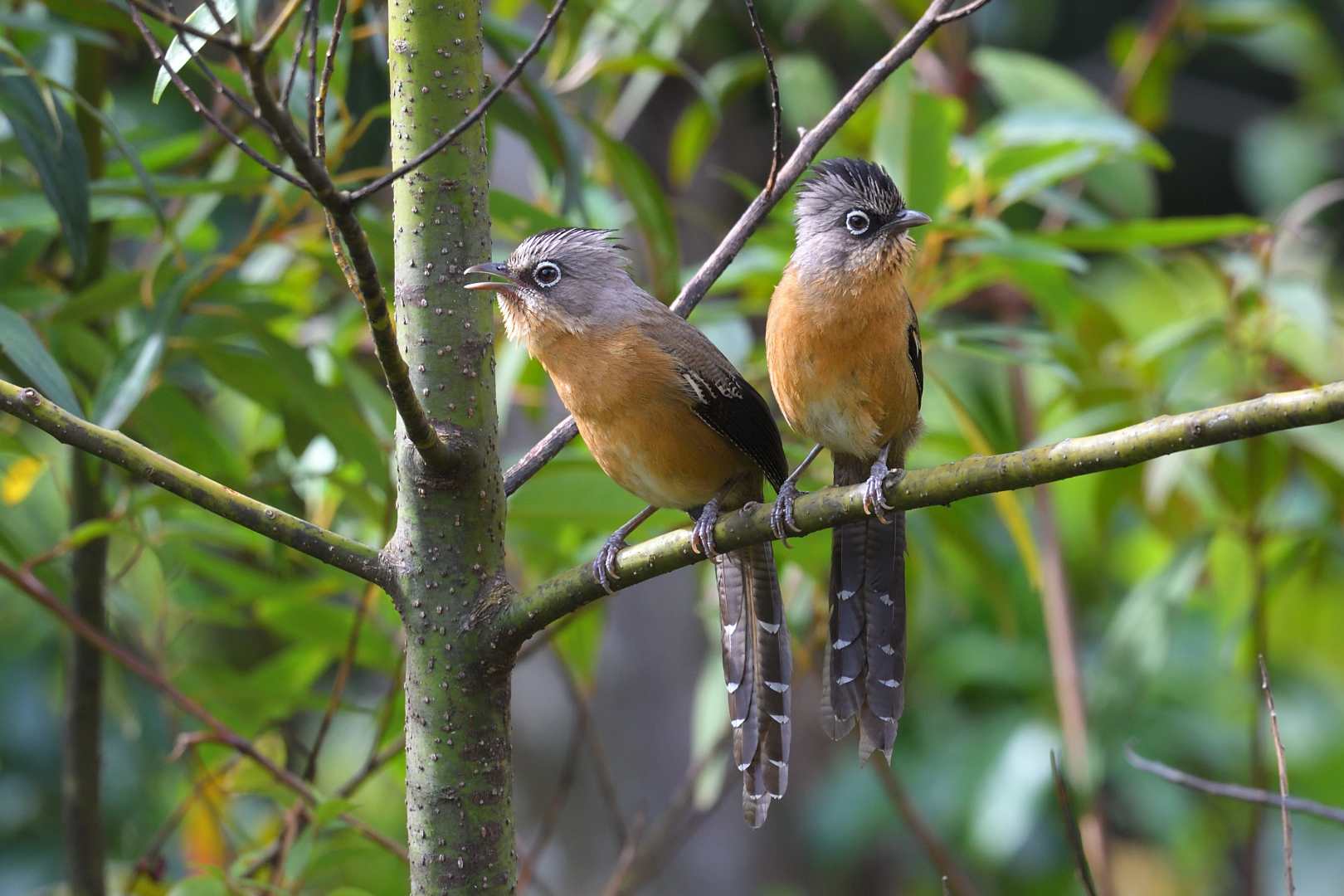 Black-crowned Barwing - Khướu vằn đầu đen