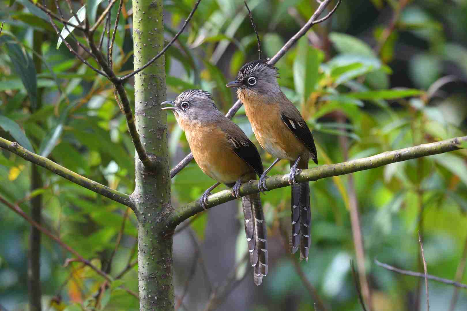 Black-crowned Barwing - Khướu vằn đầu đen