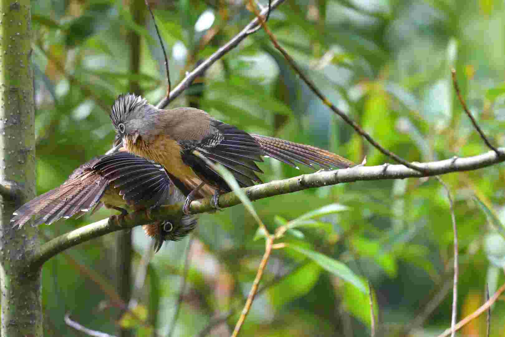 Black-crowned Barwing - Khướu vằn đầu đen