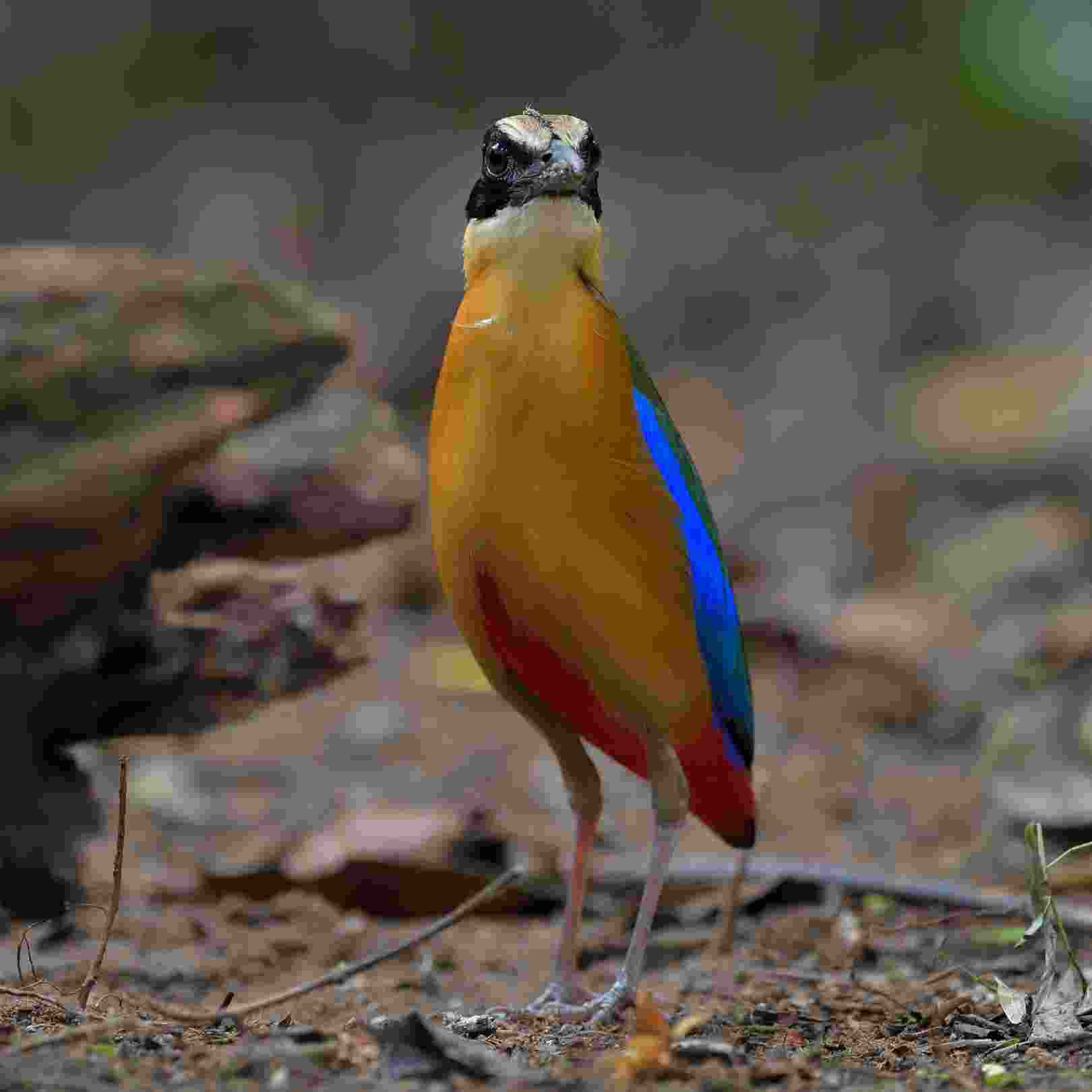 BLUE-WINGED PITTA