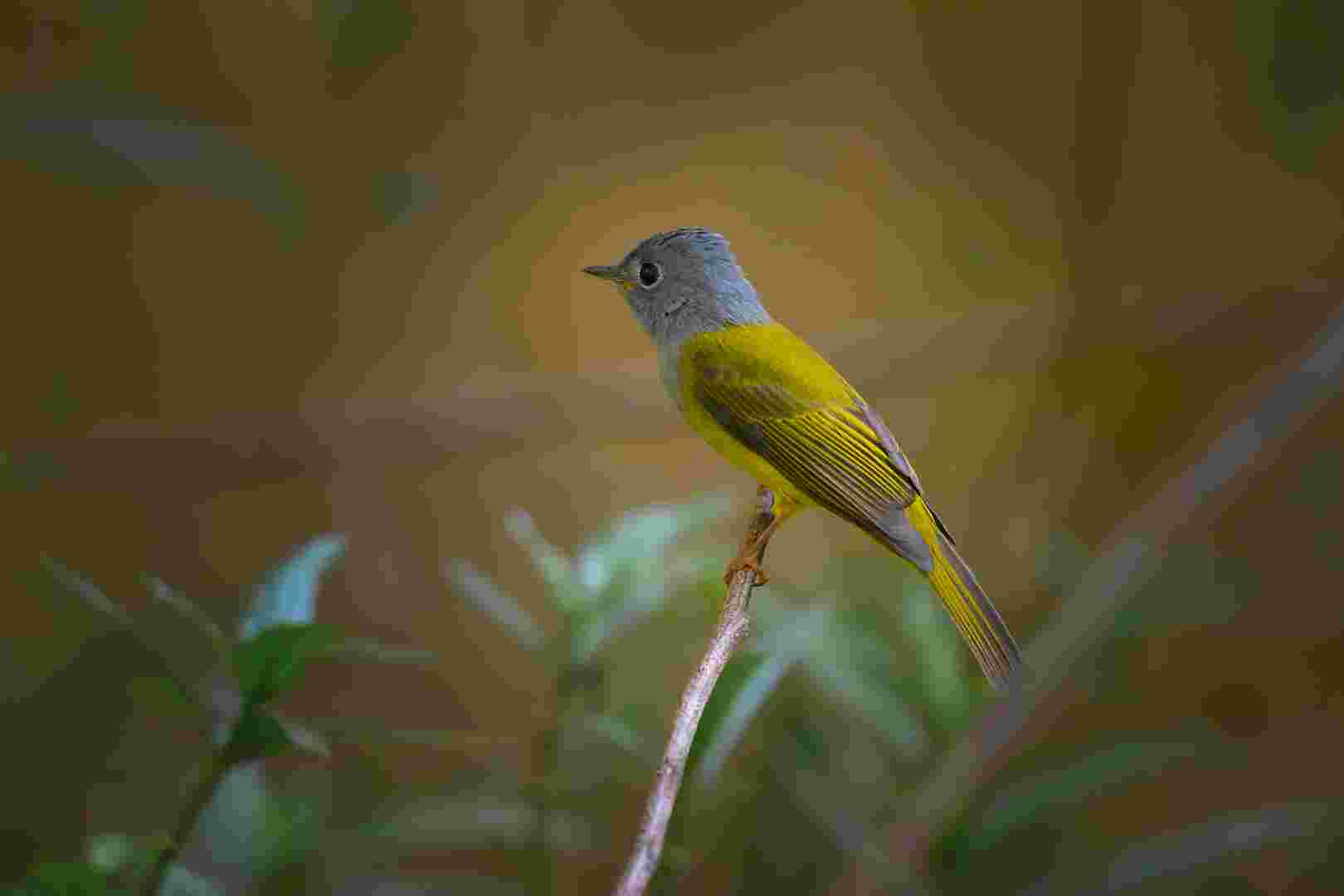 Grey-headed canary-flycatcher - Đớp ruồi đầu xám