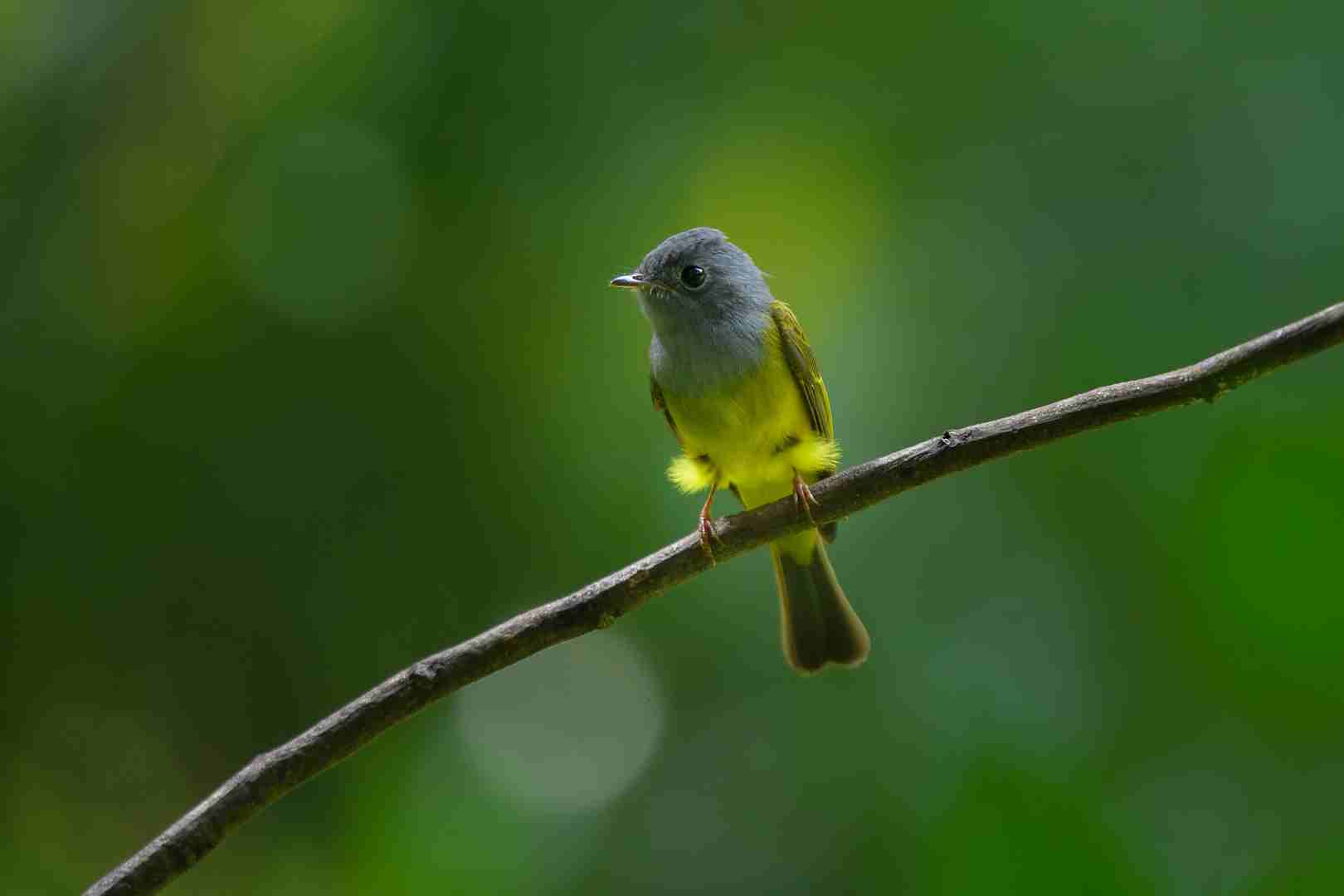 Grey-headed canary-flycatcher - Đớp ruồi đầu xám