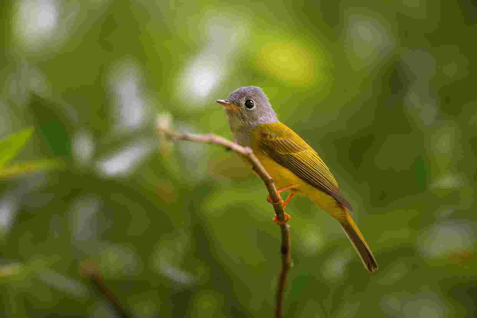 Grey-headed canary-flycatcher - Đớp ruồi đầu xám