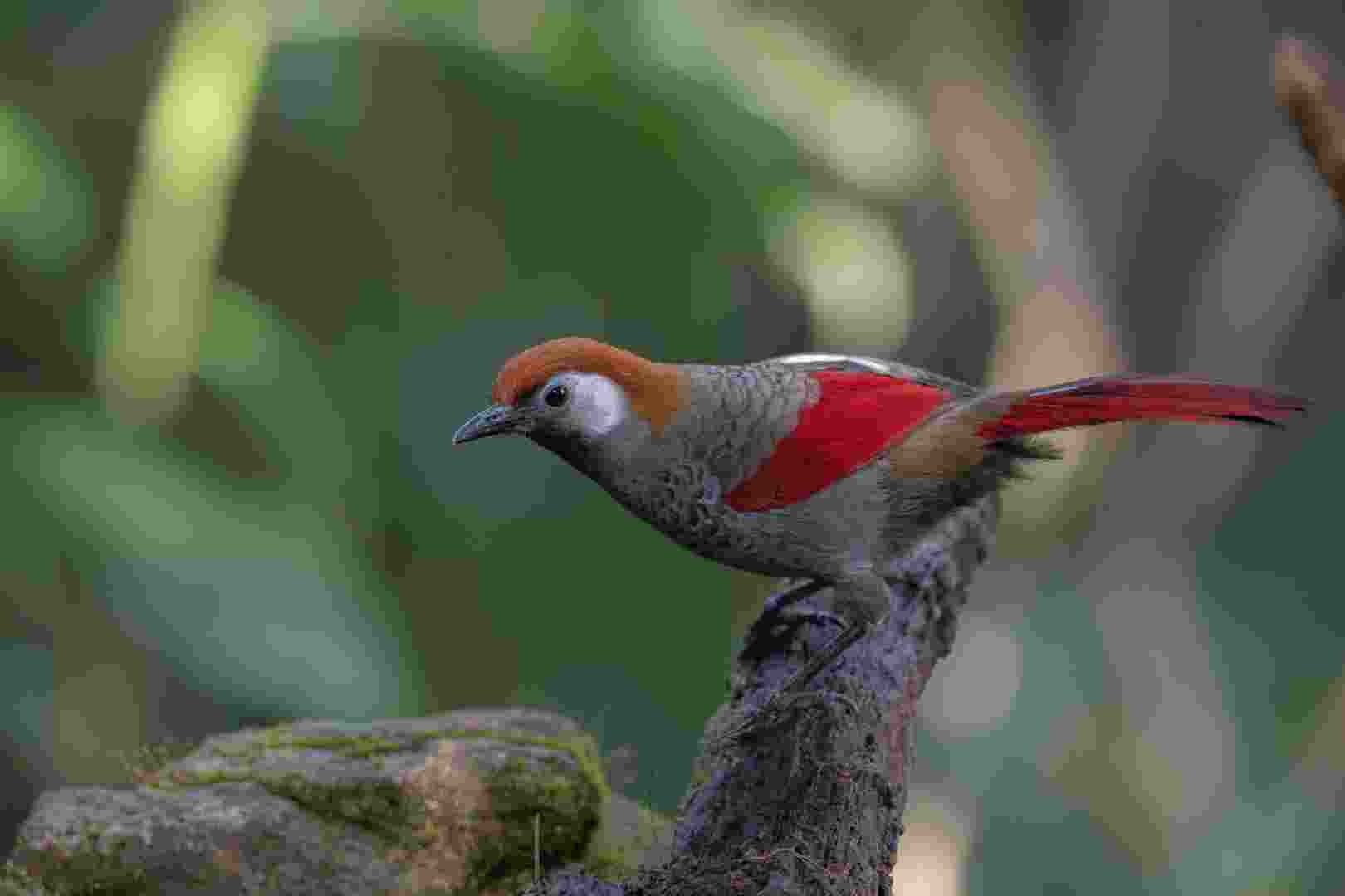 Red-tailed Laughingthrush - Khướu đuôi đỏ