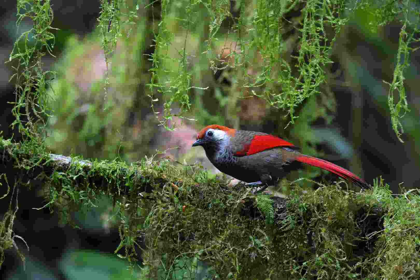 Red-tailed Laughingthrush - Khướu đuôi đỏ