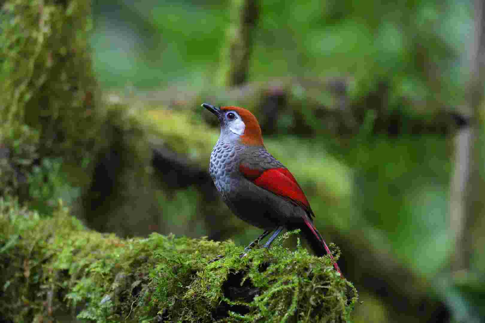 Red-tailed Laughingthrush - Khướu đuôi đỏ