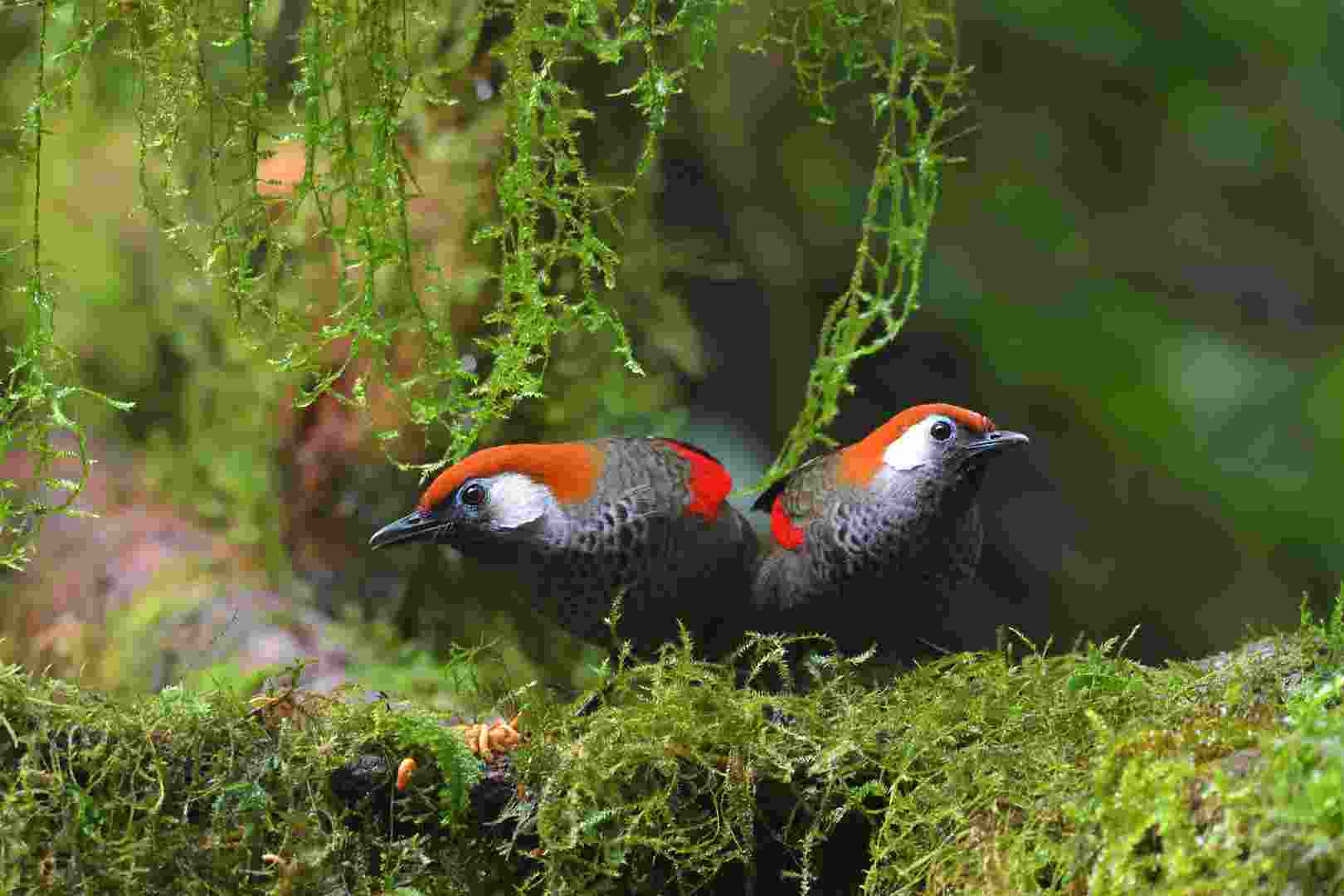 Red-tailed Laughingthrush - Khướu đuôi đỏ