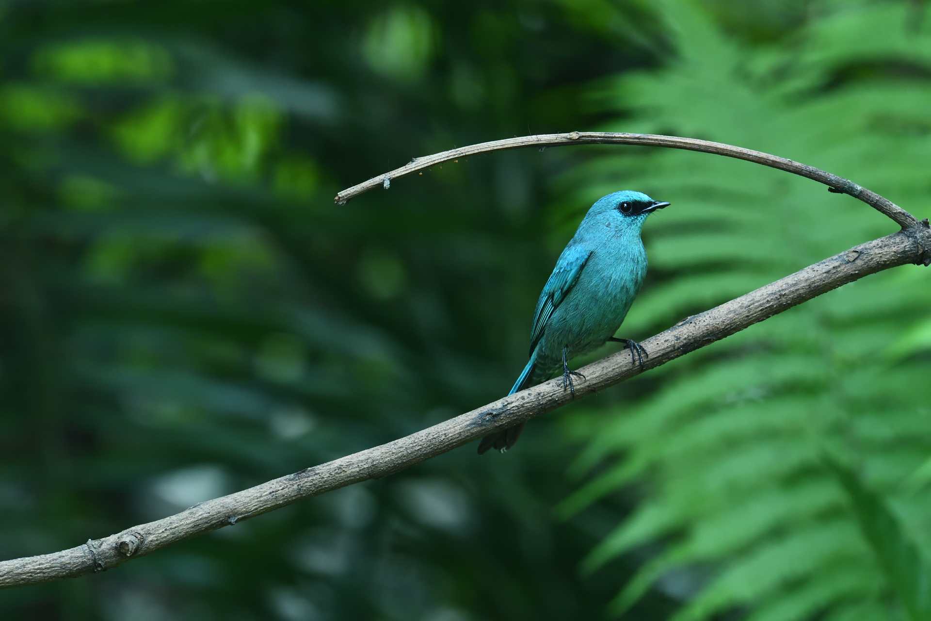 Verditer Flycatcher