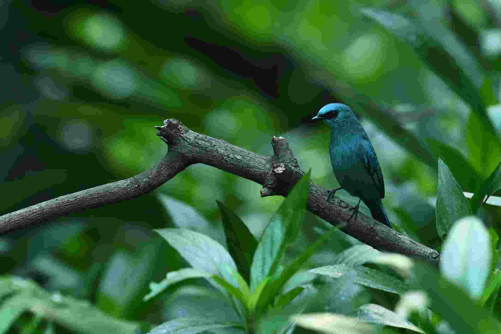 Verditer Flycatcher