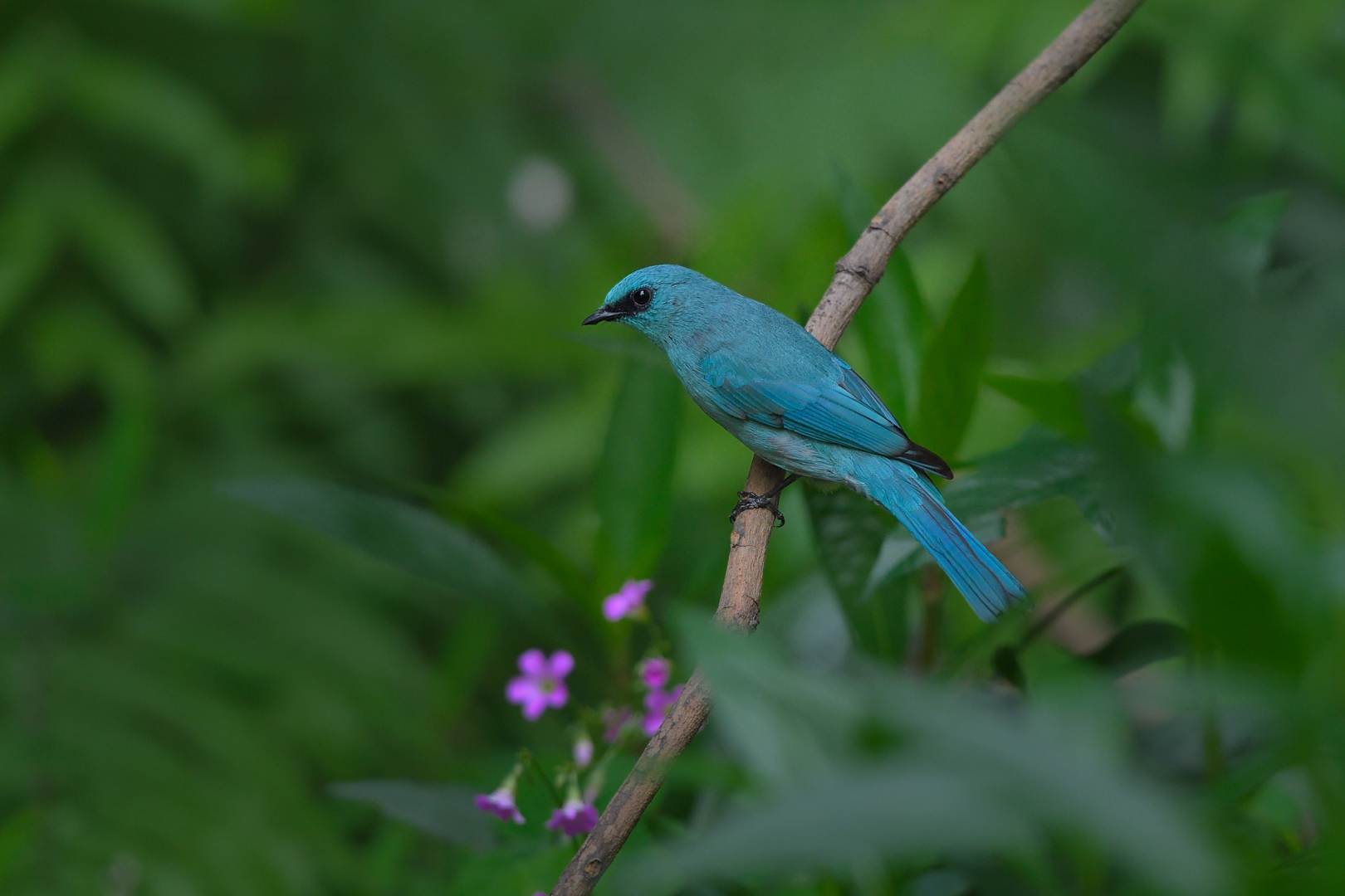 Verditer Flycatcher