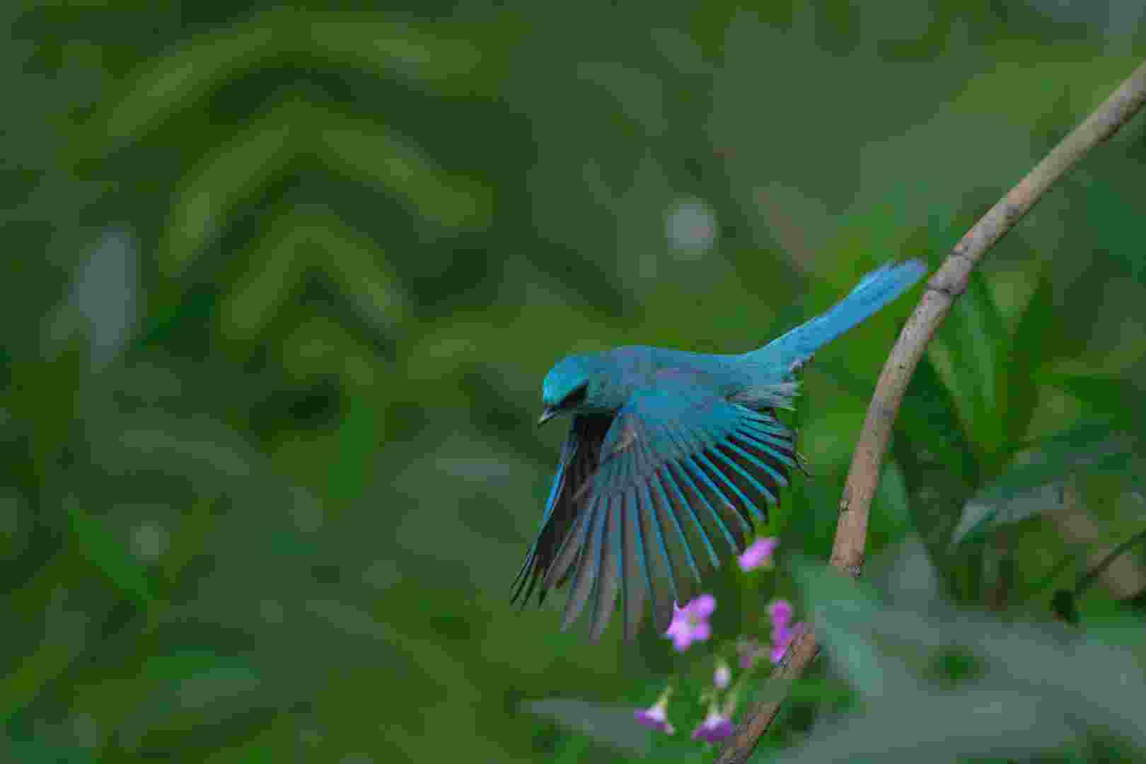 Verditer Flycatcher