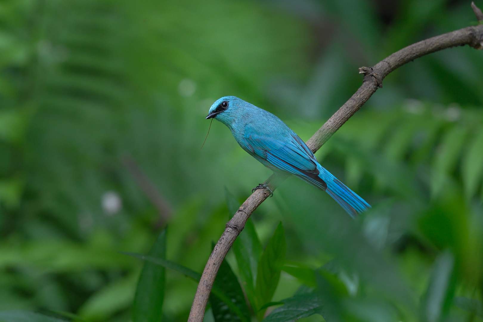 Verditer Flycatcher