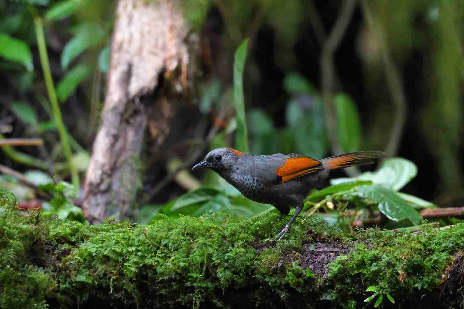 Golden-winged Laughingthrush - Khướu Ngọc Linh