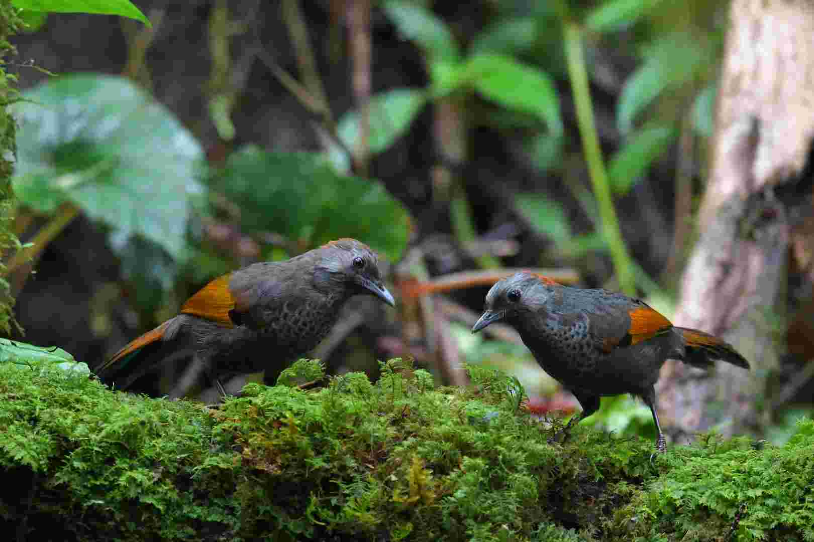 Golden-winged Laughingthrush - Khướu Ngọc Linh