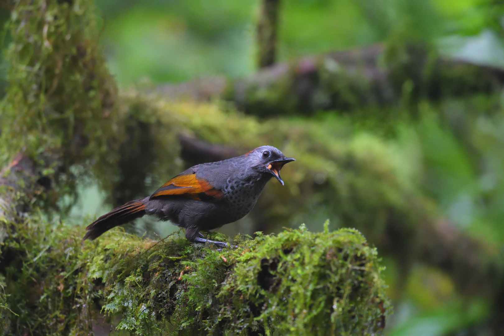 Golden-winged Laughingthrush - Khướu Ngọc Linh