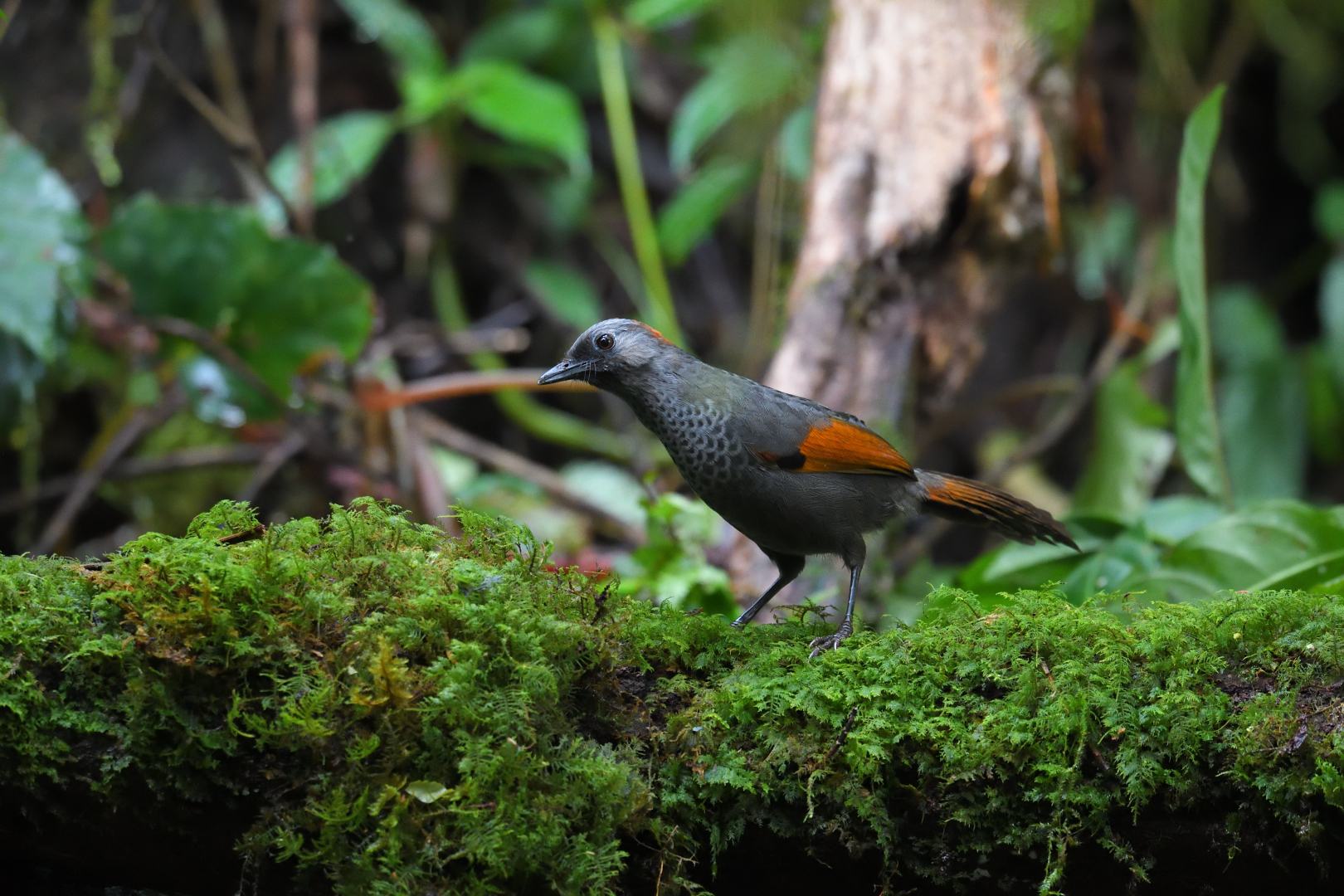 Golden-winged Laughingthrush - Khướu Ngọc Linh