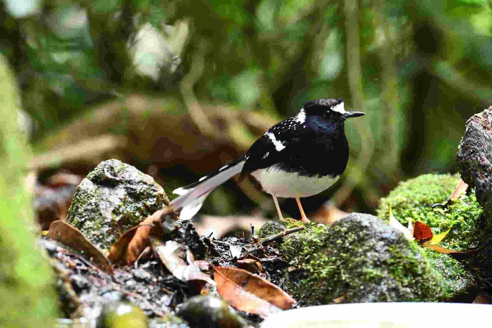 Forktail - Chích choè nước