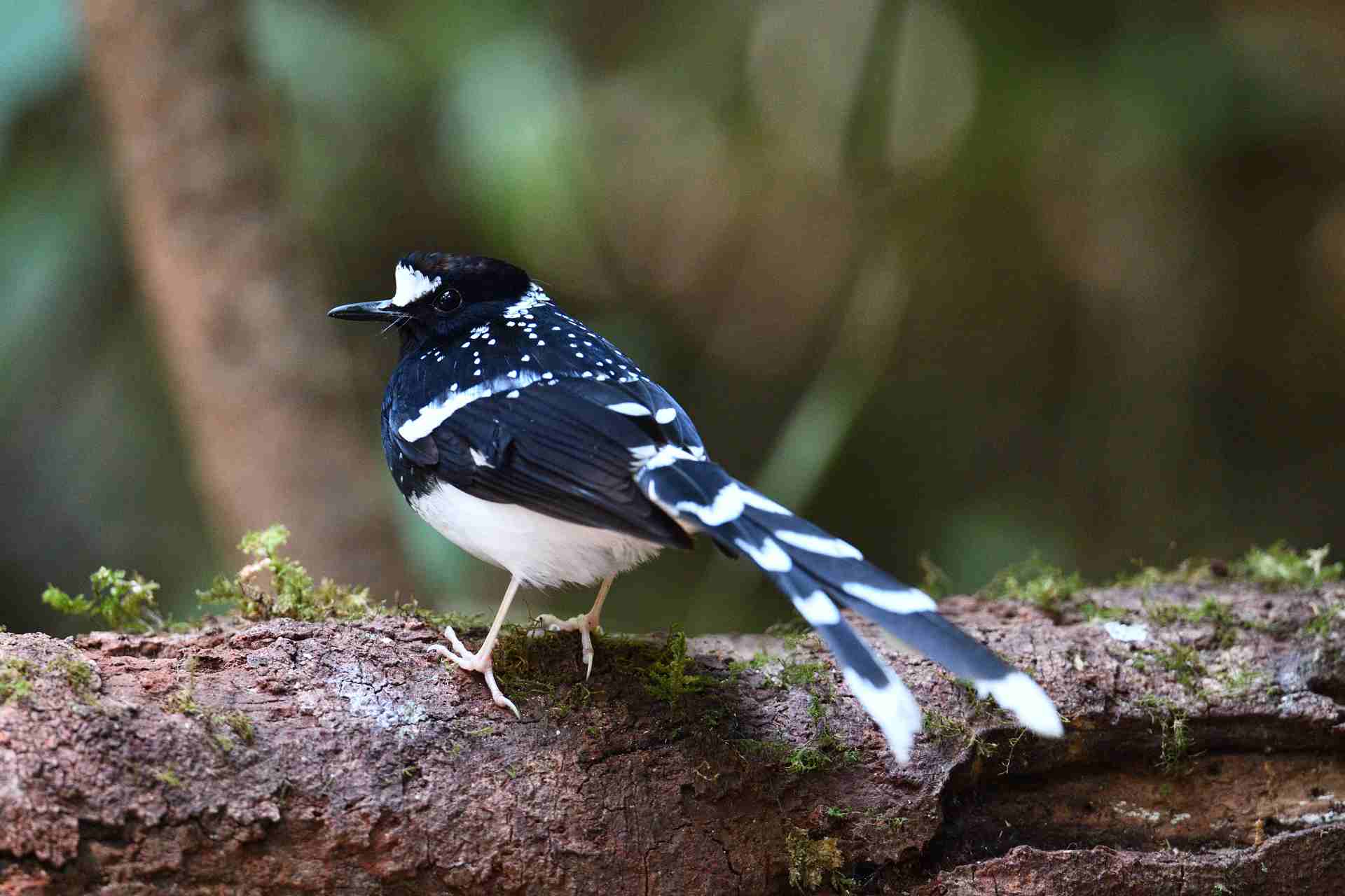 Forktail - Chích choè nước