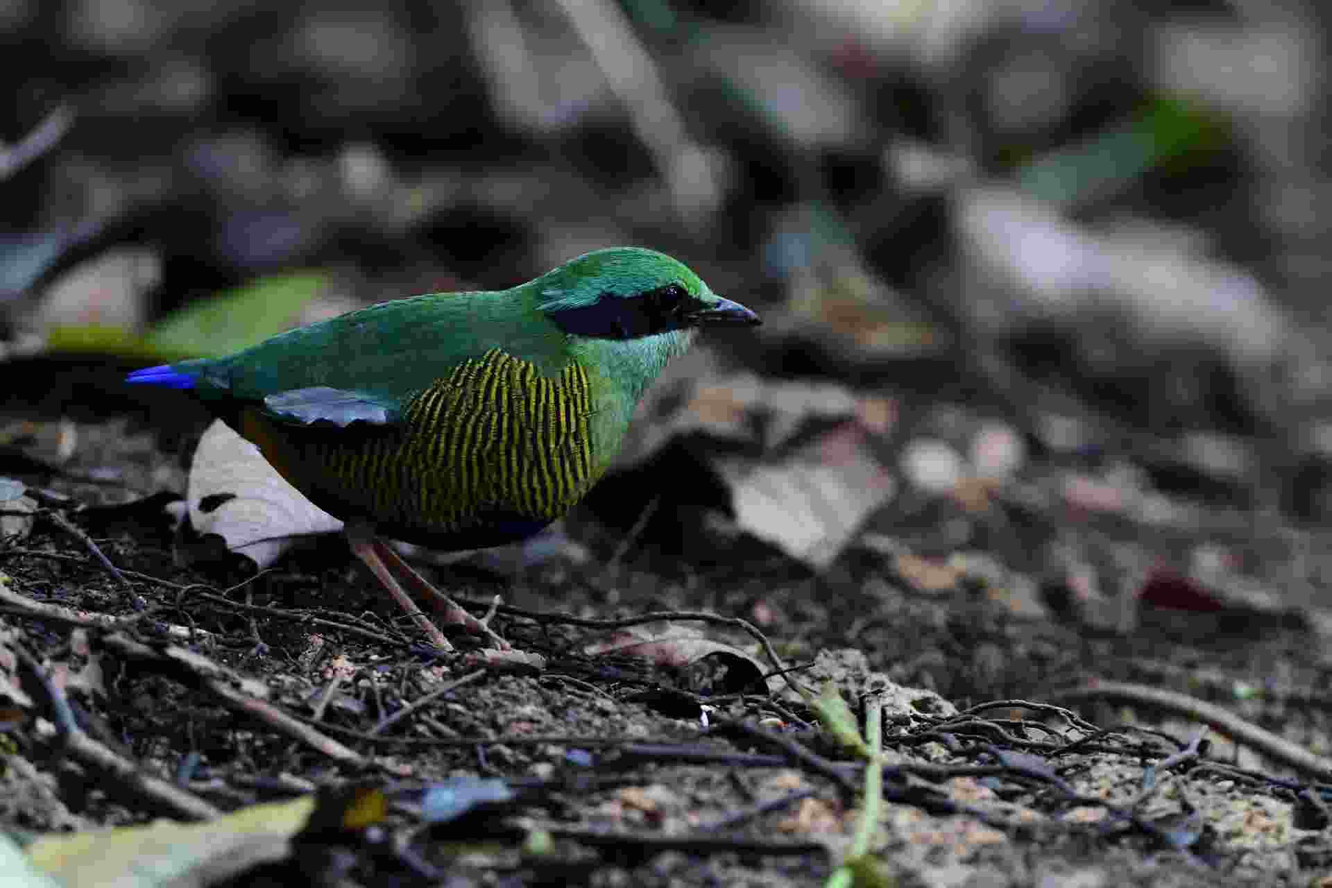 Bar-bellied Pitta - Male