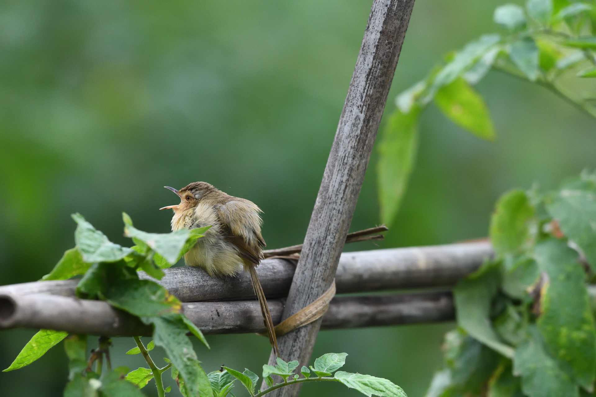 Cisticolidae - Chiền Chiện