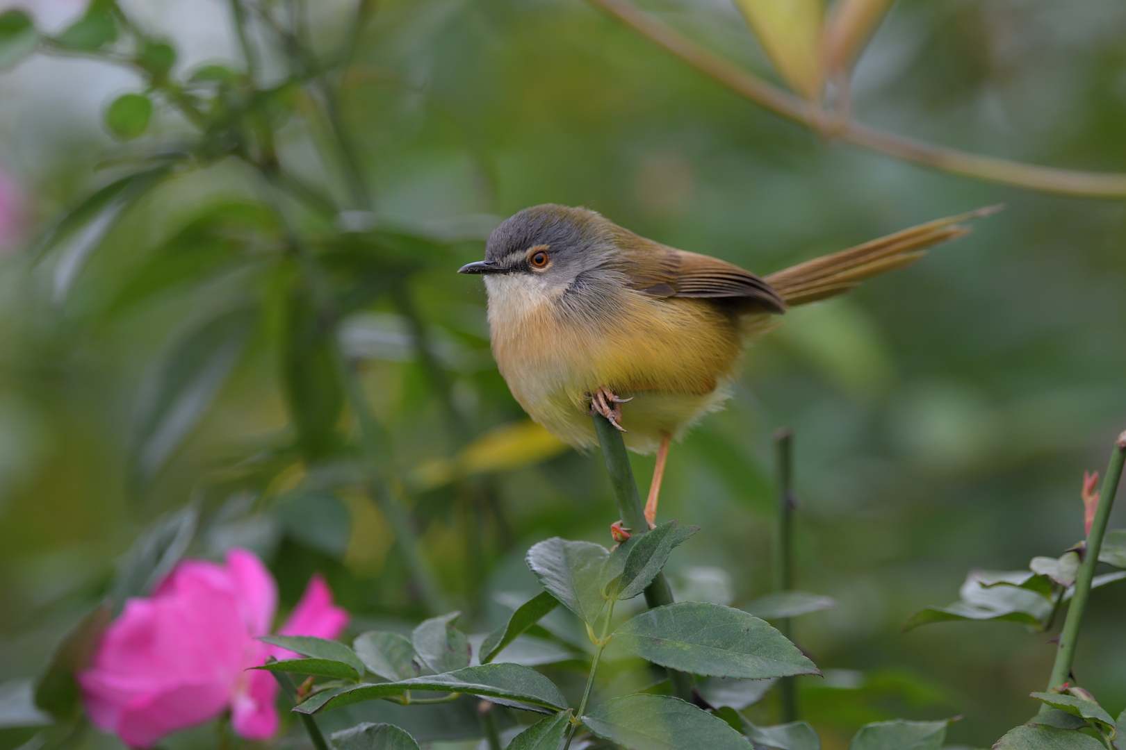 Cisticolidae - Chiền Chiện