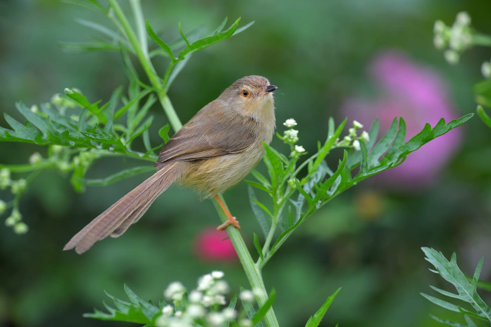 Cisticolidae - Chiền Chiện